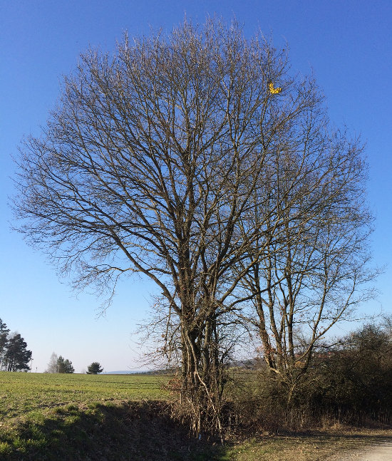 Im Baum gelandet: Hornet FPV Wing